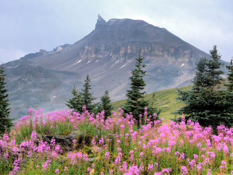 Fireweed with The Fang, 2408 m, in the background